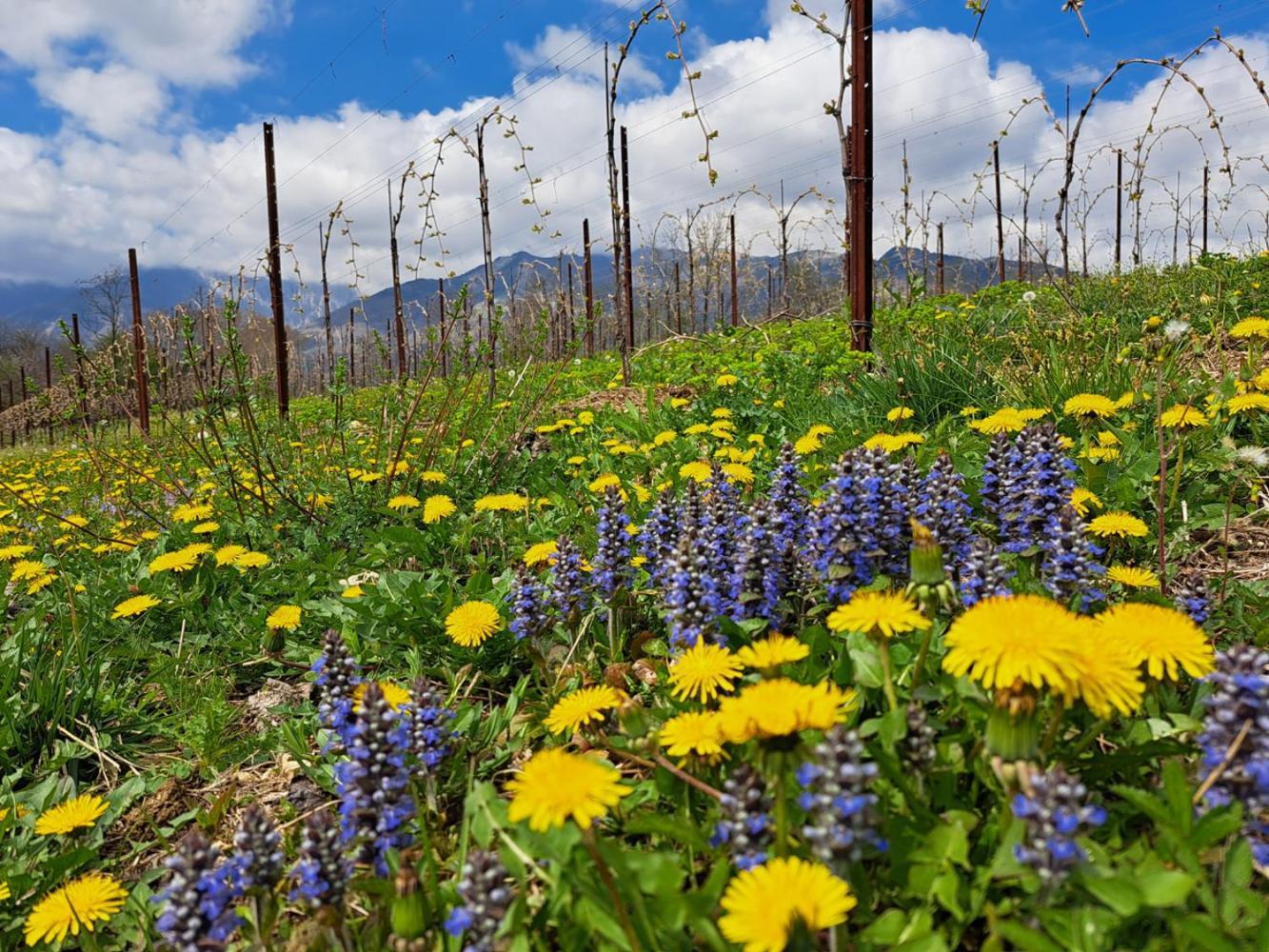 Agriturismo Riva Beata Cavaso Del Tomba Dış mekan fotoğraf